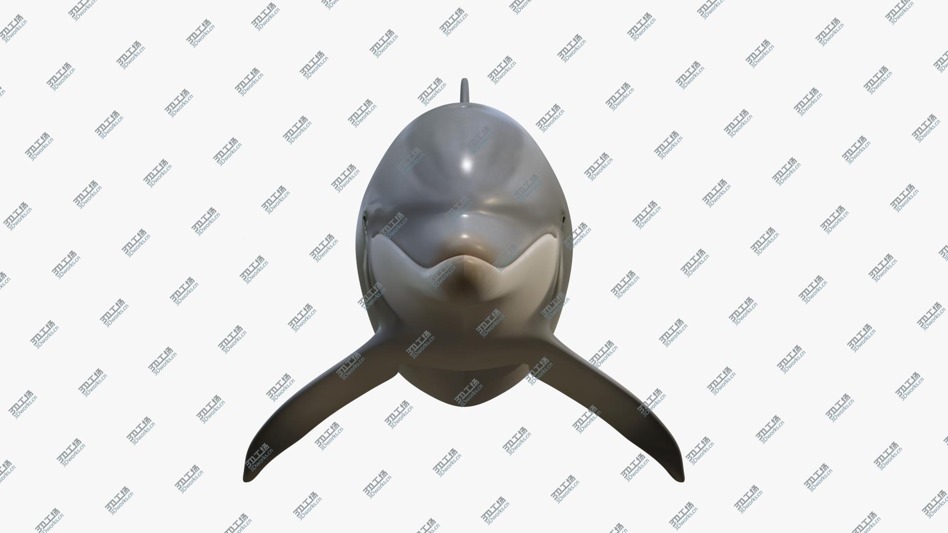 images/goods_img/202104021/3D Beautiful Common Bottlenose Dolphin model/3.jpg
